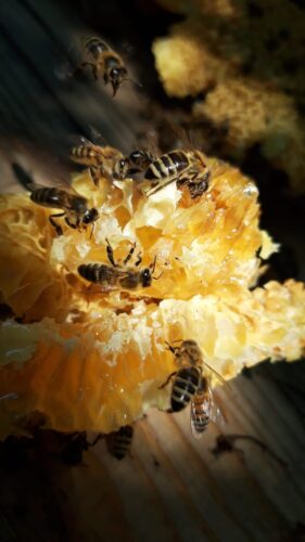 Zdjęcie przedstawiające pszczoły chodzące po plastrze wosku.